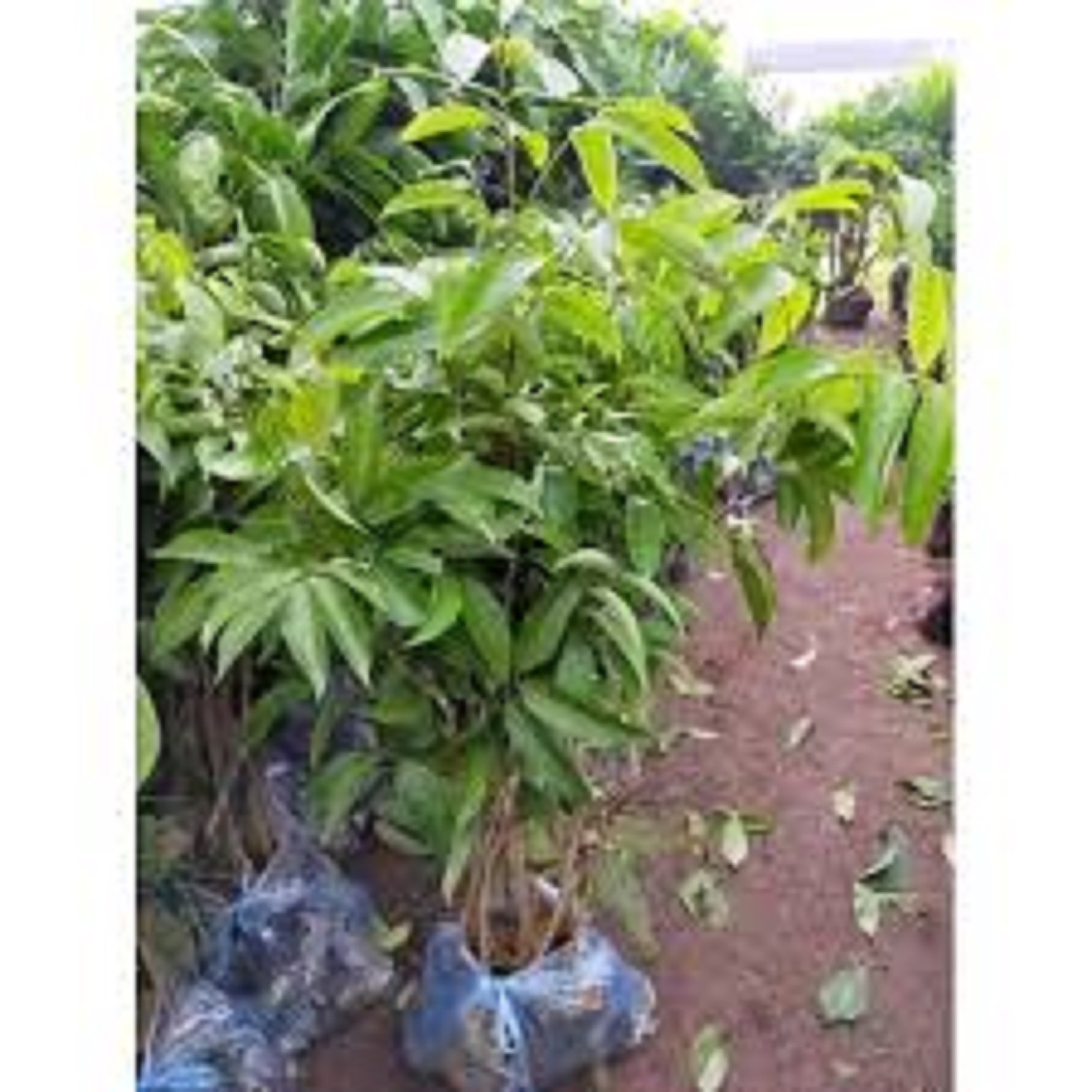 Cây vải thiều Hải Dương siêu ngọt ,cây ghép giống