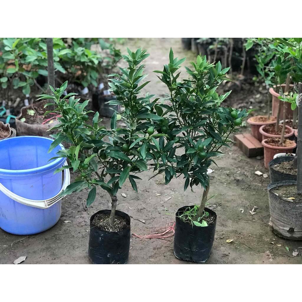 Cây quất ngọt_ quất đường
