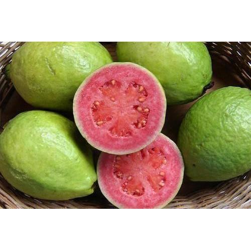 CÂY GIỐNG ỔI RUỘT ĐỎ BẾN CÁT SIÊU NGON SIÊU QUẢ- CAM KÊT GIỐNG CHUẨN F1 - CGORDBC