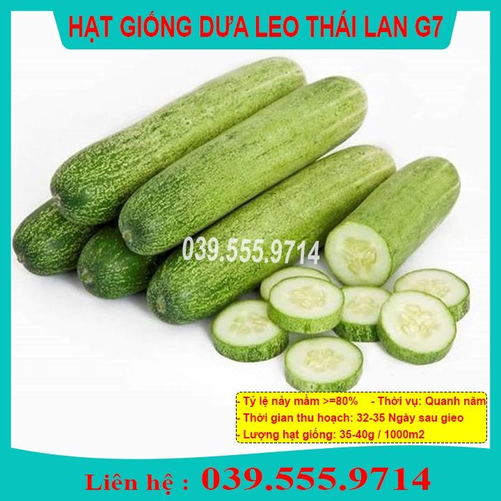 Hạt giống Dưa Leo F1 Napoli G7 – 1gram Dưa Siêu Quả