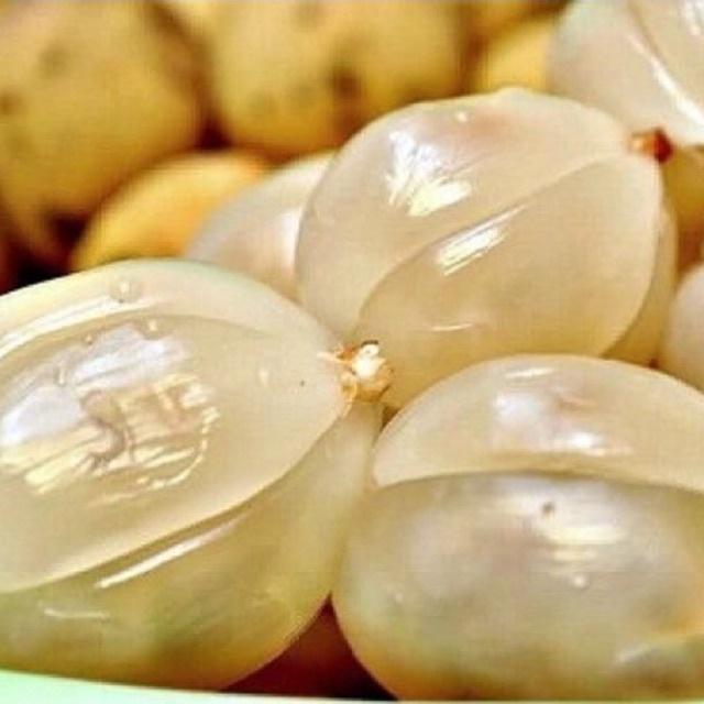 Cây bòn bon ghép cành cao 40-70 cm 1 năm ra quả