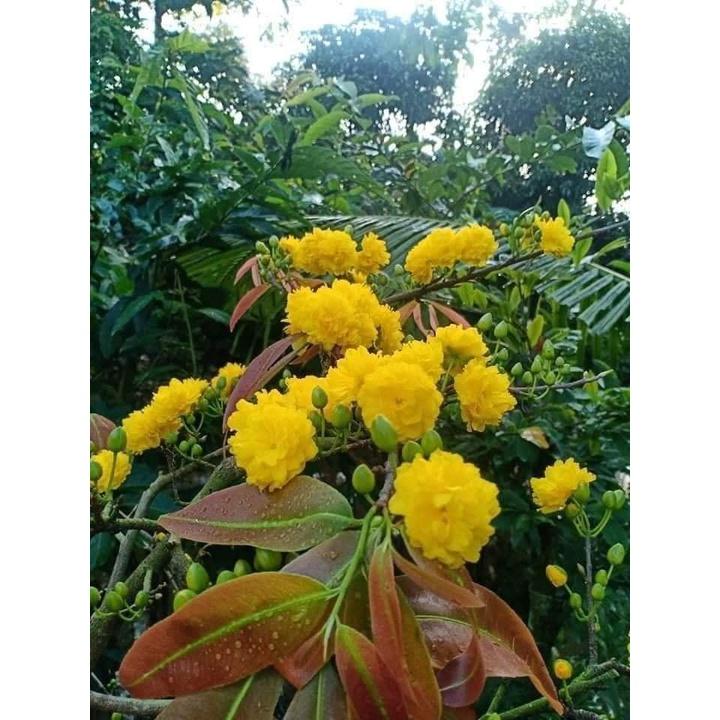 Cây giống Mai Cúc 2 Tầng