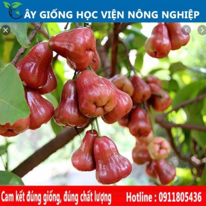 Sản phẩm Cây Ăn Trái cây roi đỏ ngọt thơm cây ăn quả viện nghiên cứu cây ăn quả