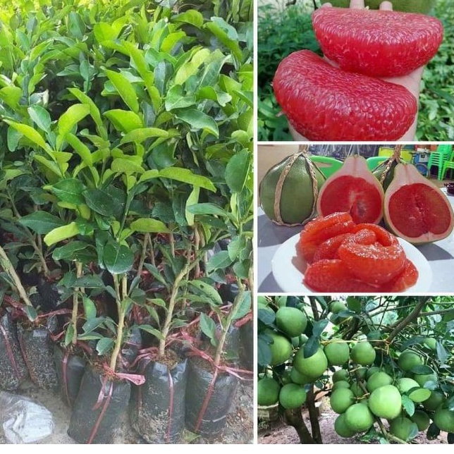 Cây giống bưởi ruby thái lan