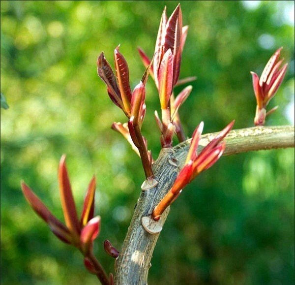 SIÊU PHỤC HỒI CÂY CTBIO - phân hữu cơ