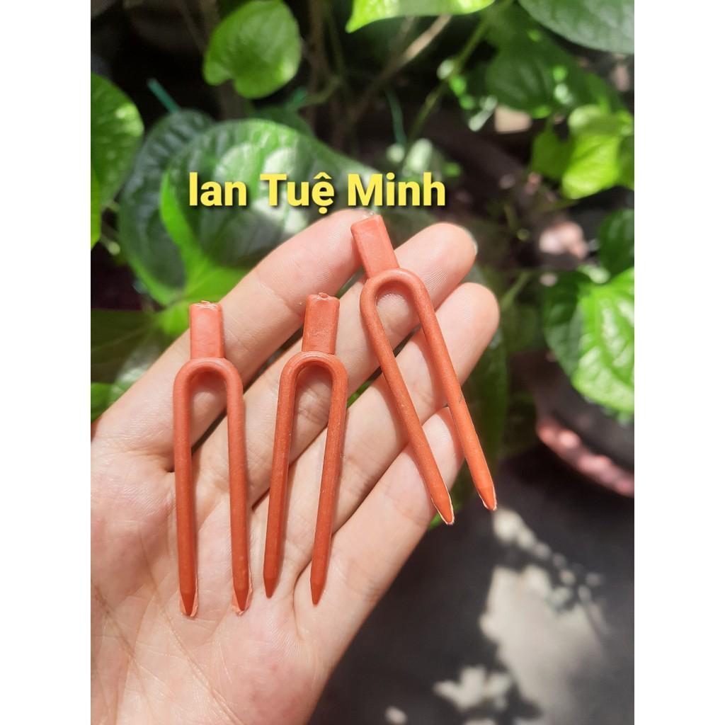 500 kẹp cố định kie cho phong lan