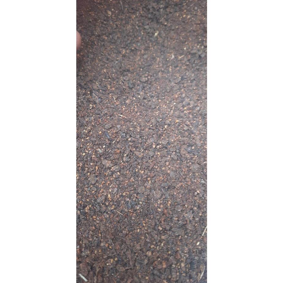 50 gram hạt giống gáo trắng