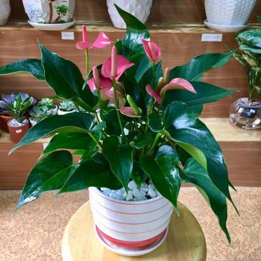Chậu cây hồng môn màu đỏ, cây phong thủy để bàn cho gia chủ vượng khí , nhiều tài lộc