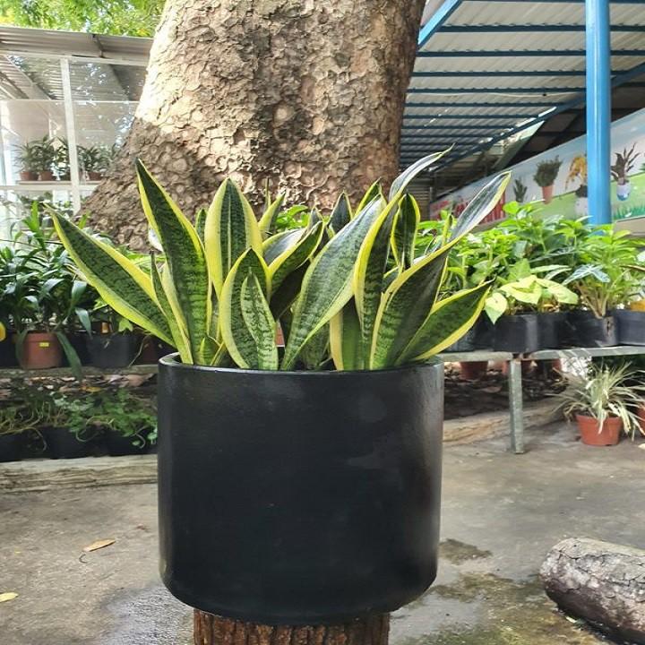 CÂY LƯỠI HỔ LÙN HÀNG THÁI, CÂY PHONG THỦY ĐỂ BÀN VƯỢNG KHÍ CHO GIA CHỦ