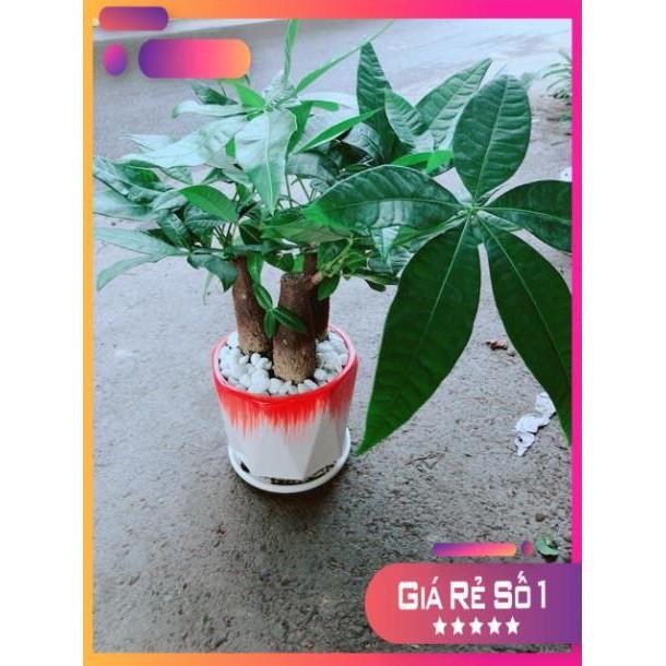 Chậu Kim Ngân 3 Thân Lớn
