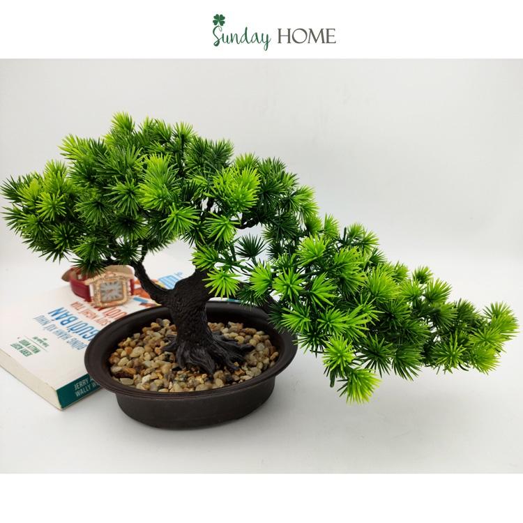 Chậu cây giả, chậu cây thông Bonsai để bàn, kệ, tủ trang trí nhà cửa