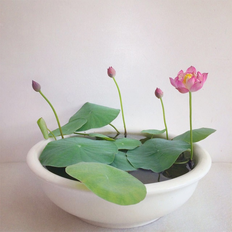 Hạt giống Hoa Sen Mini Nhật, Trồng Trong Chậu nuôi Cá Làm Phong Thủy Tuyệt Đẹp - Nông Sản Vàng