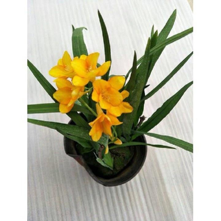 Combo 5 củ giống hoa LAN NAM PHI THƠM CÁNH KÉP