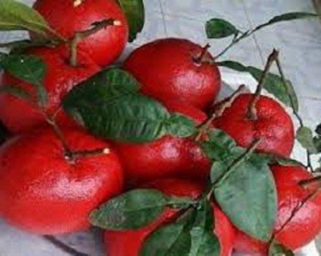 Cây BƯỞI ĐỎ - BƯỞI TIẾN VUA