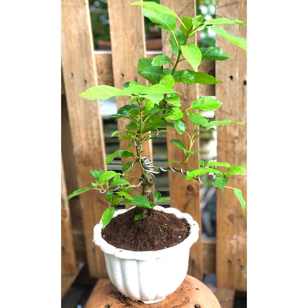 Chậu Bonsai cây sung trái xanh