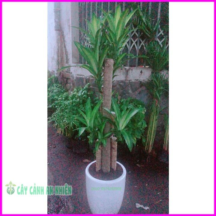 Chậu Cây Phát Tài  Cao 1m5