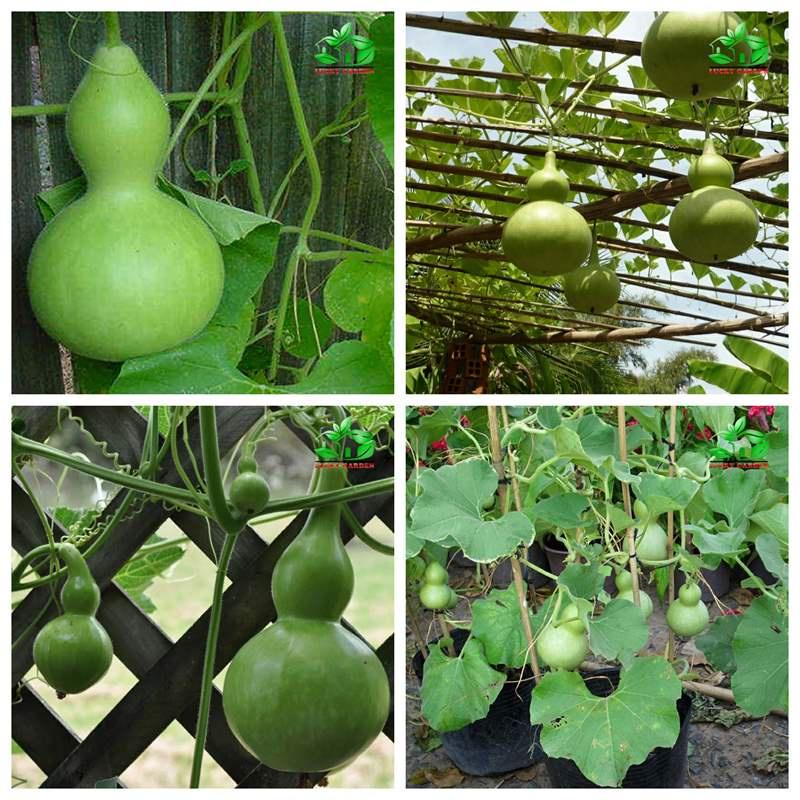 Hạt Giống Bầu Hồ Lô - Gói 10 Hạt