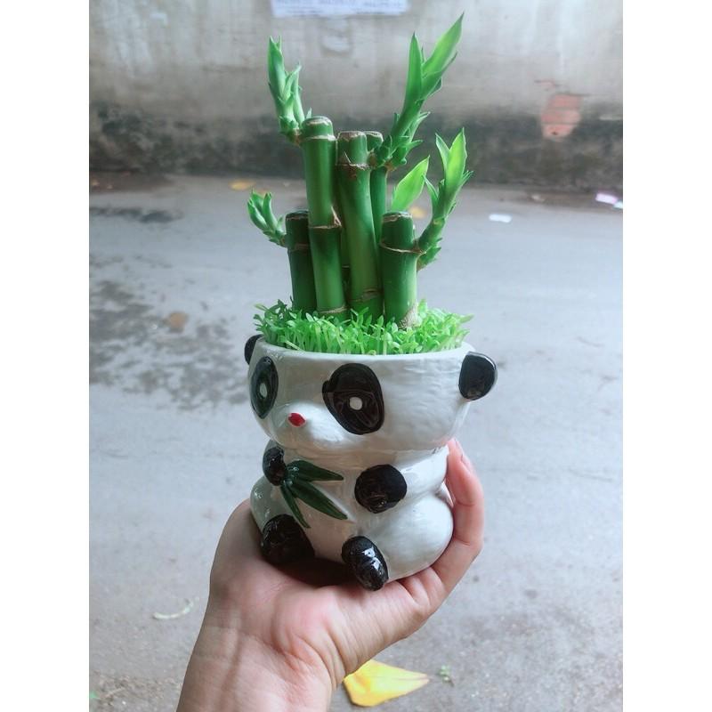 Chậu Trúc Phát Tài