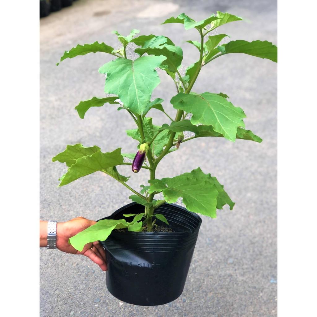 Chậu cây cà tím trái dài