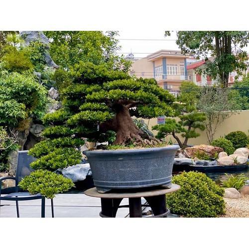 CÂY GIỐNG CÂY VẠN NIÊN TÙNG KIM CƯƠNG BONSAI TRƯỜNG THỌ