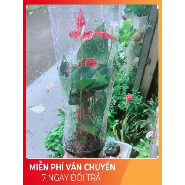 Cây Hồng Môn