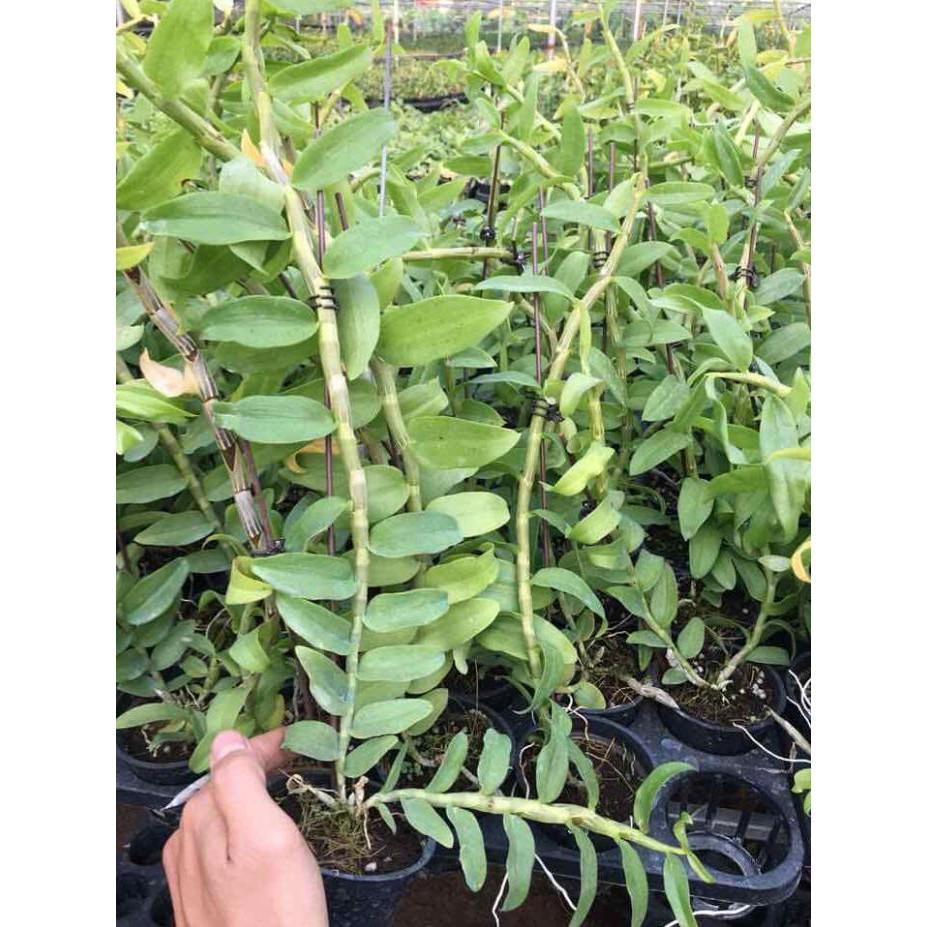 Phong lan giả hạc mắt xước