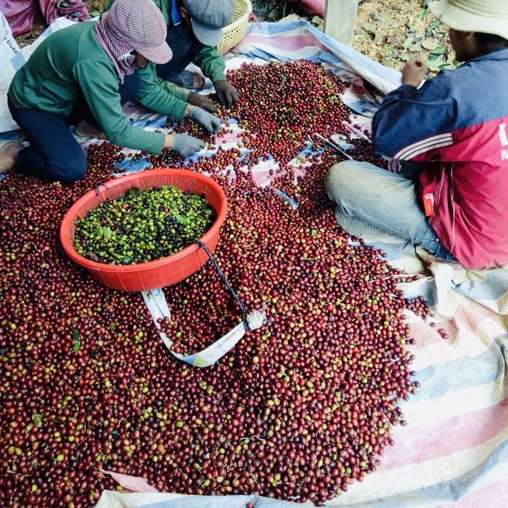 Cà Phê Robusta Lâm Đồng Rang Mộc Nguyên Chất- Hộp 250Gr (Dạng Bột)