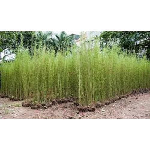 CÂY GIỐNG TRÚC QUÂN TỬ,CAM KẾT GIỐNG CHUẨN LOẠI 1 - CGTQT1BL1