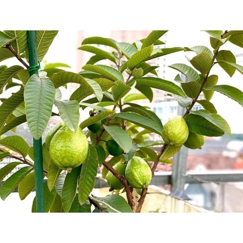 CÂY GIỐNG ỔI RUỘT ĐỎ BẾN CÁT