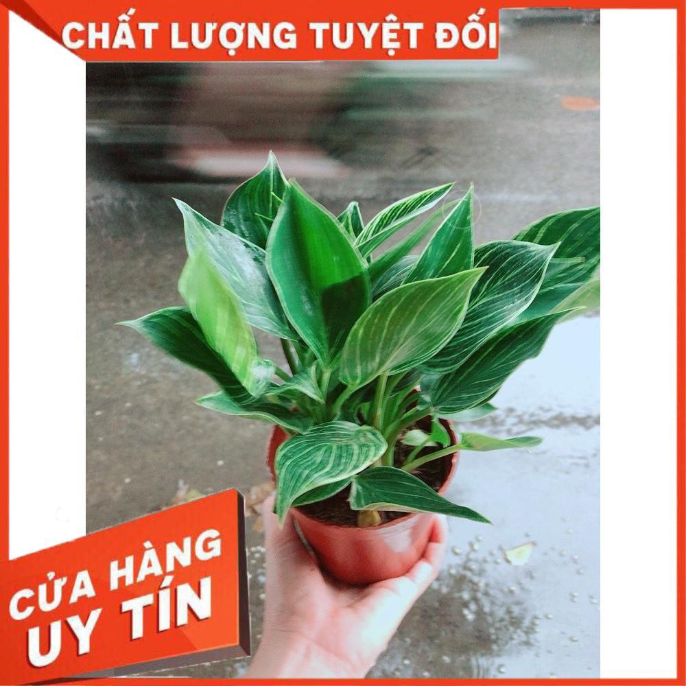 Cây Trầu Bà Cẩm Thạch Hay Trầu Bà Kim Cương Hoặc  PHILODENDRON BIRKIN