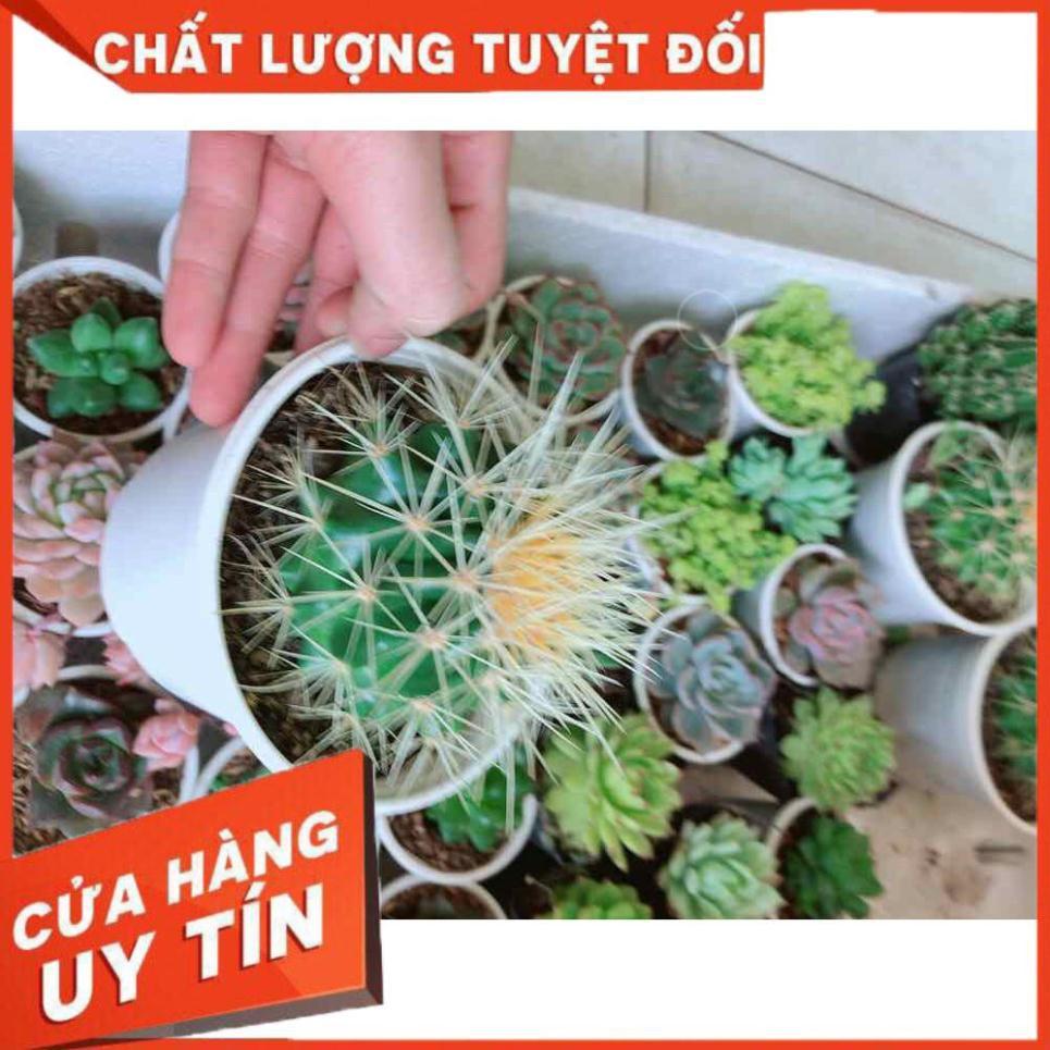 Xương rồng kim hổ Nhiều Người Mua