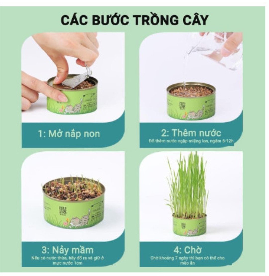 Cỏ mèo tươi hộp tròn (tự trồng)