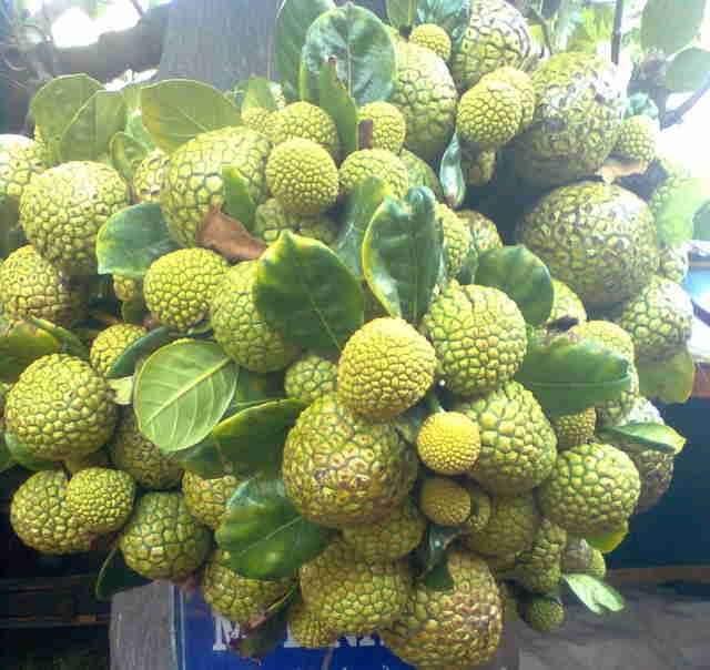 Cây giống mít mơ f1