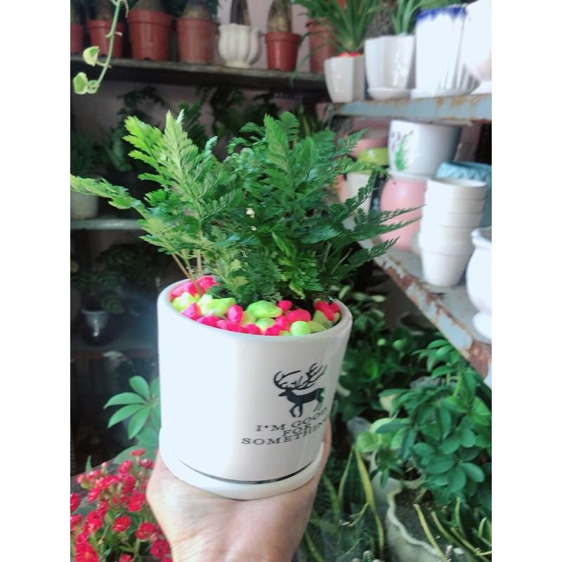 Chậu Cây Dương Sỉ