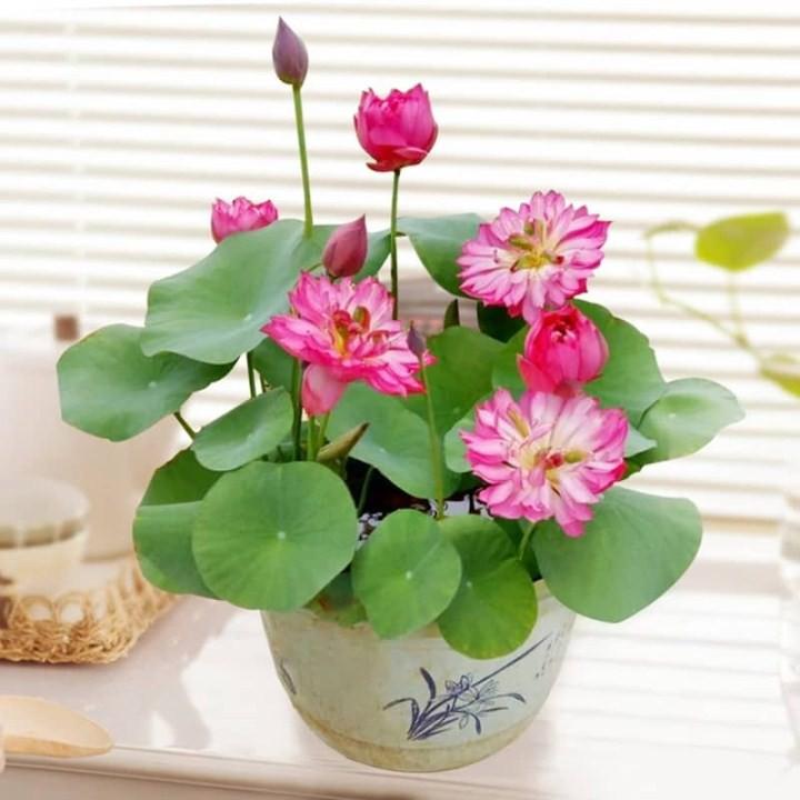 Hạt giống sen nhật mini nhiều màu