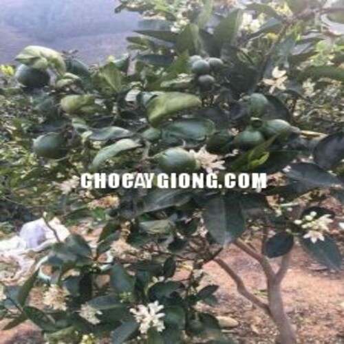 BƯỞI SIÊU NGỌT