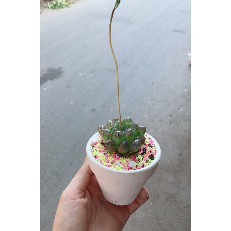 Chậu Kim Cương Copi Tím