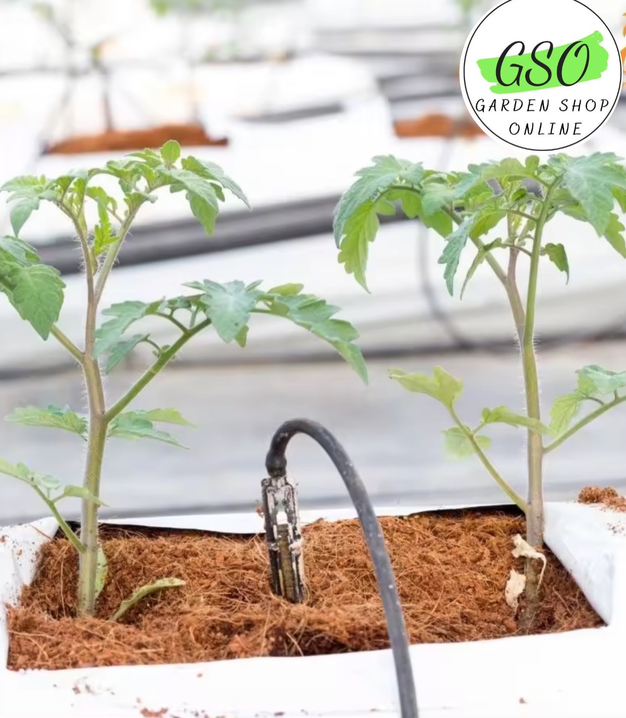 Viên nén xơ dừa trồng cây đã xử lý COCOHI! - FICOCO - Mùn dừa trồng cây viên nén