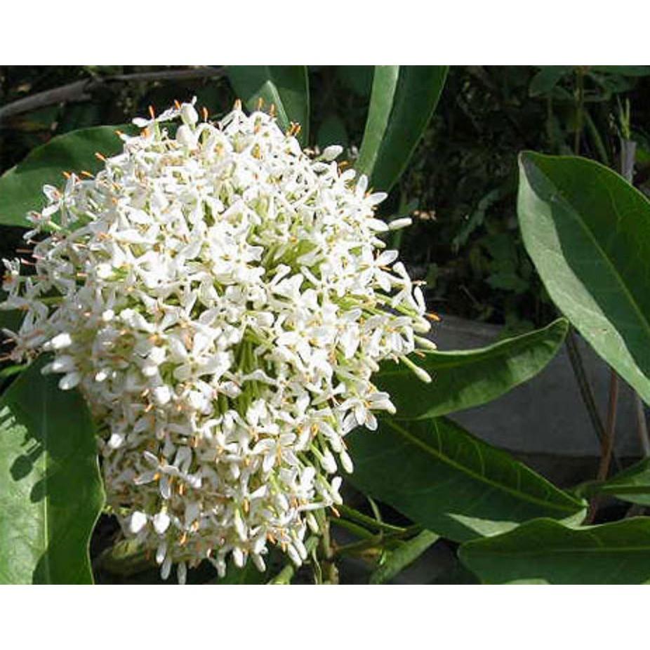 Hoa mẫu đơn trắng, đơn ta, hoa rất thơm, cây lớn đang nụ hoặc sắp nụ