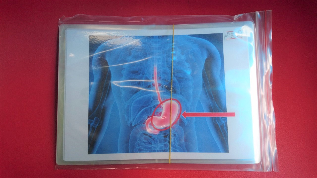 Internal Body Part Flashcards - Bộ thẻ học tiếng Anh chủ đề bộ phận cơ thể - Các bộ phận bên trong - 15 thẻ