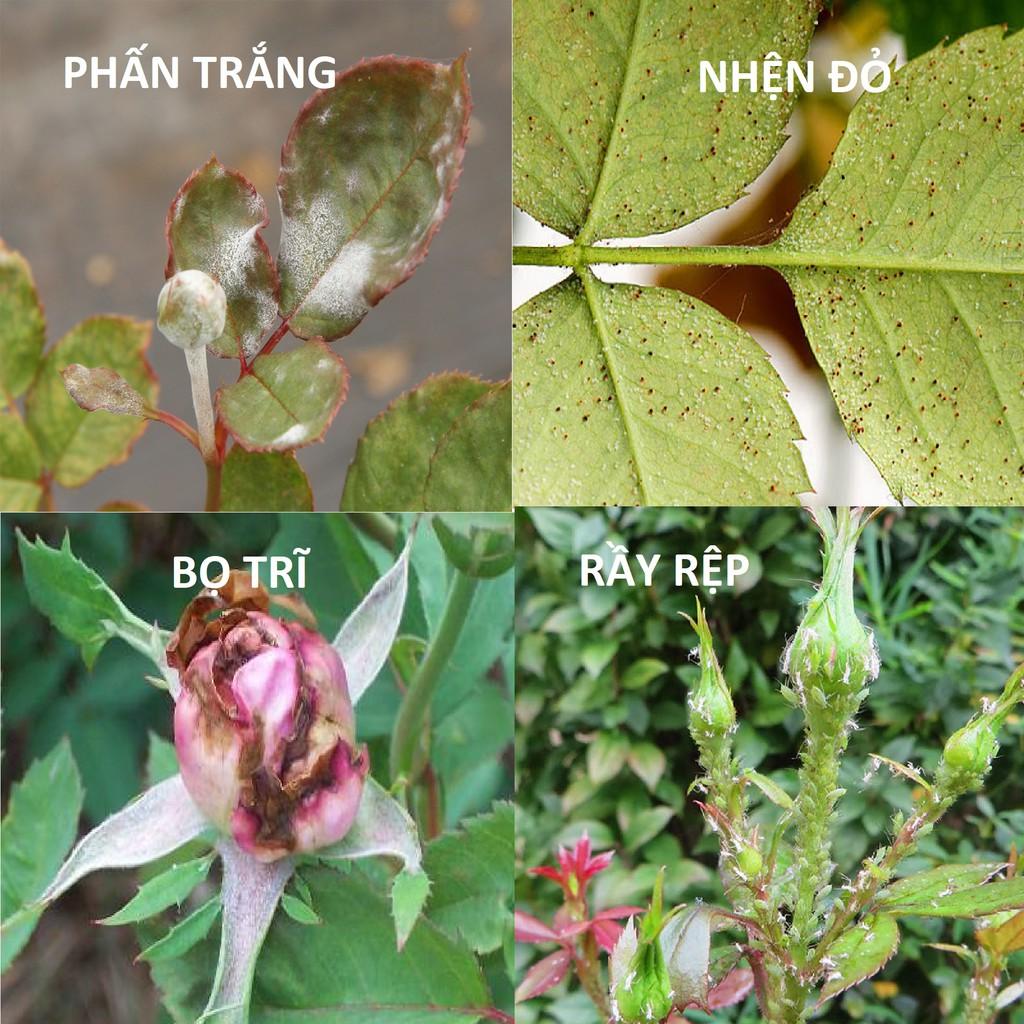GIẤM GỖ sinh học Docneem phòng ngừa nấm lá, vi khuẩn, xua đuổi côn trùng và sâu bọ gây hại trên cây trồng