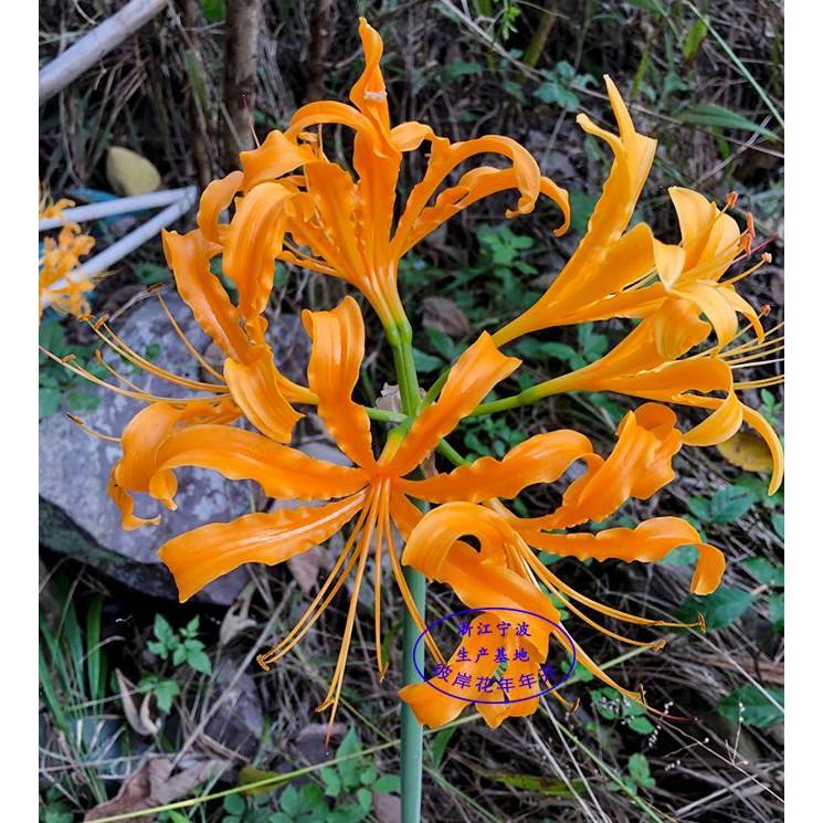 Combo 5 củ giống hoa bỉ ngạn nhiều màu