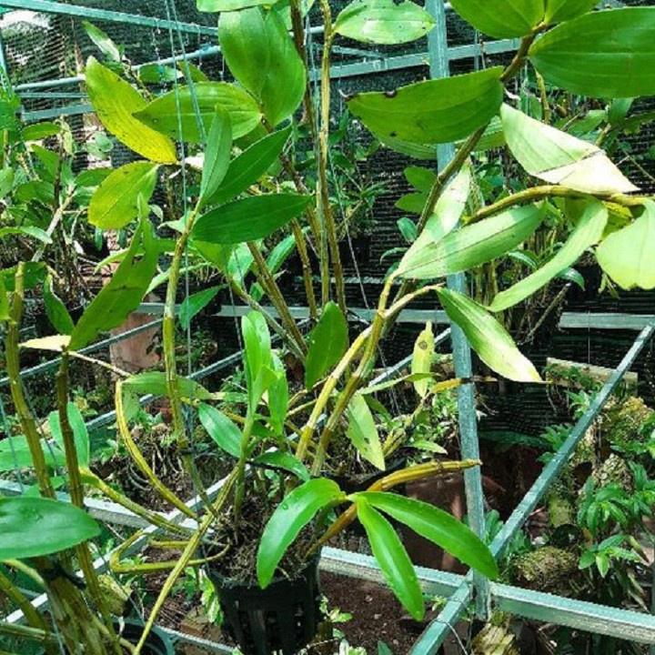 1 chậu hoa lan KIỀU CAM  hàng rừng TÂY BẮC thuần chậu