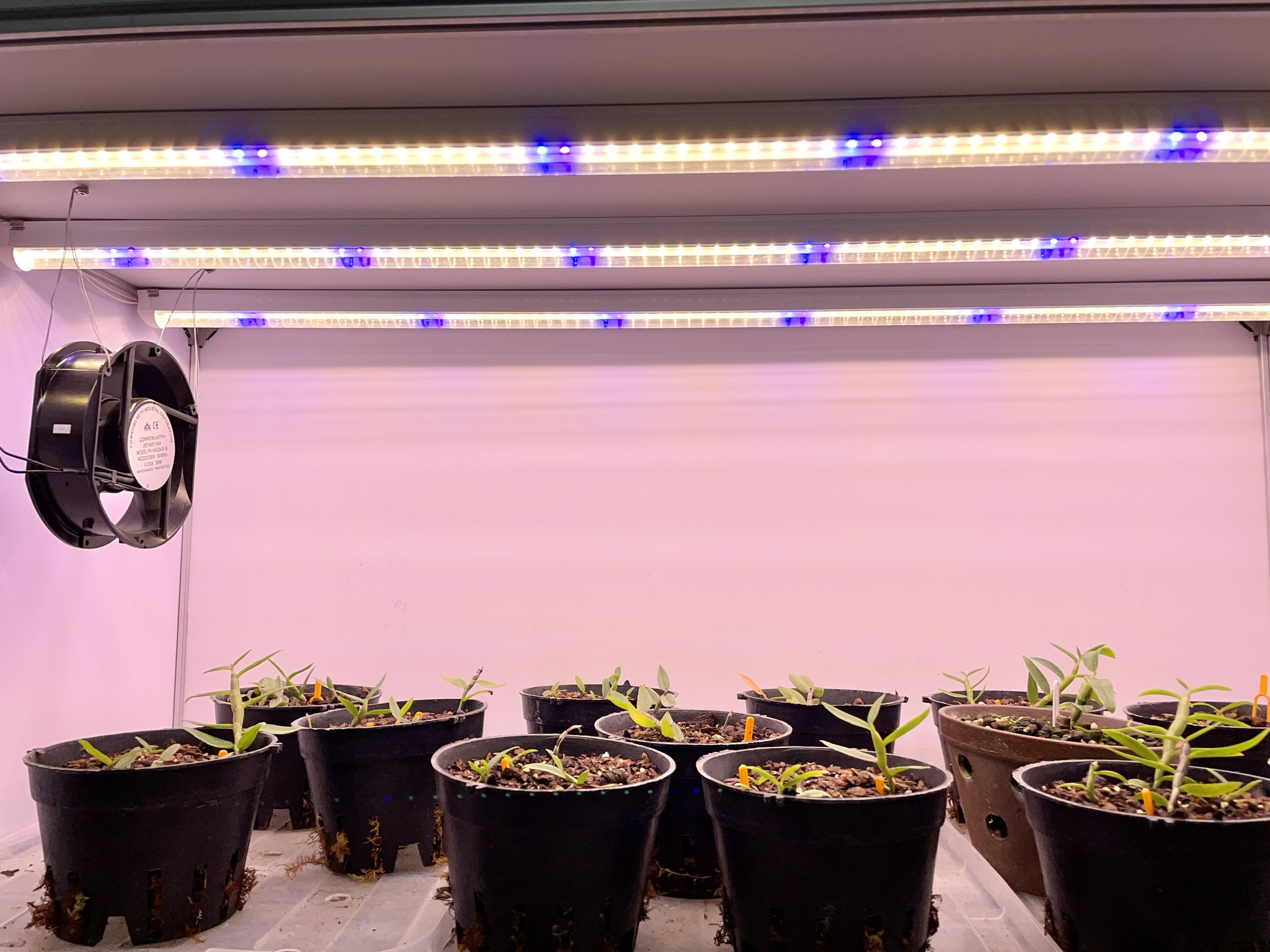 Đèn LED Trồng Cây và Quang Hợp Cho Cây Trong Nhà, Đủ Phổ Như Ánh Sáng Tự Nhiên, Chính Hãng Rạng Đông, Bảo Hành 2 Năm.