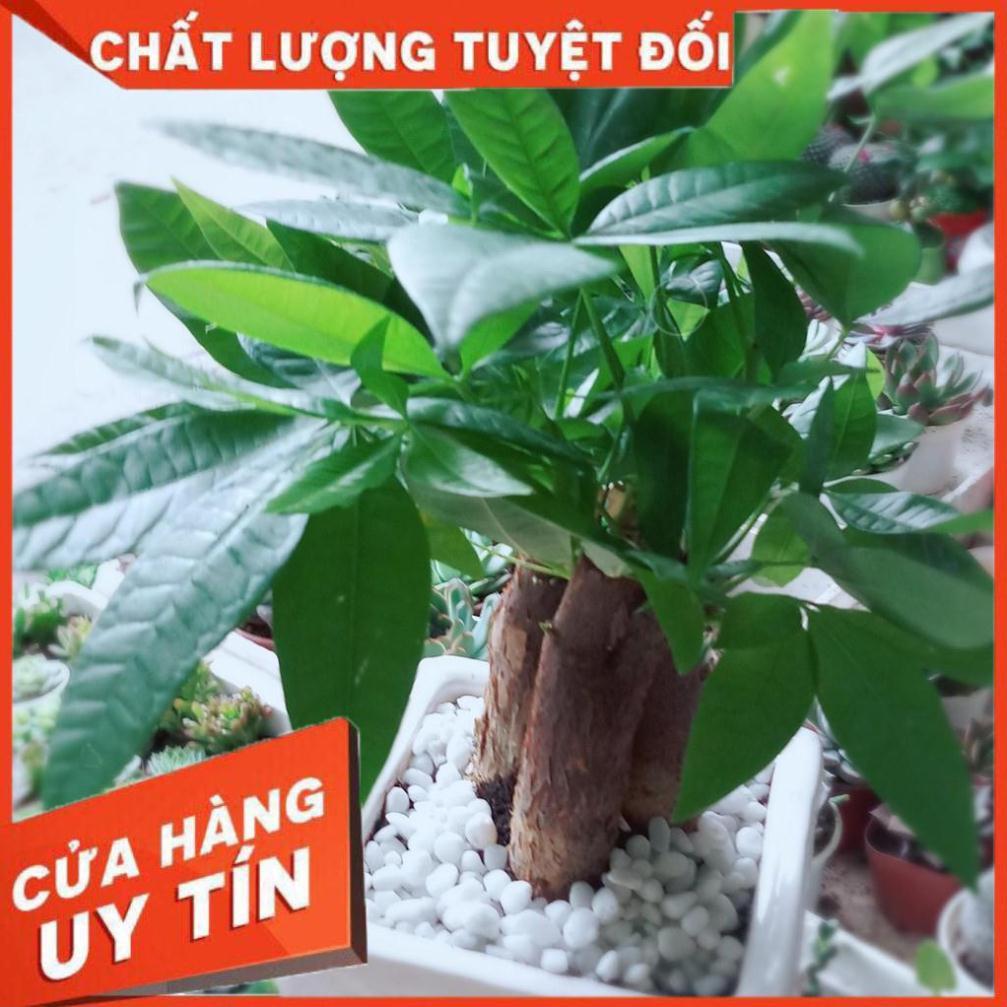 Chậu kim ngân 3 thân Nhiều Người Mua