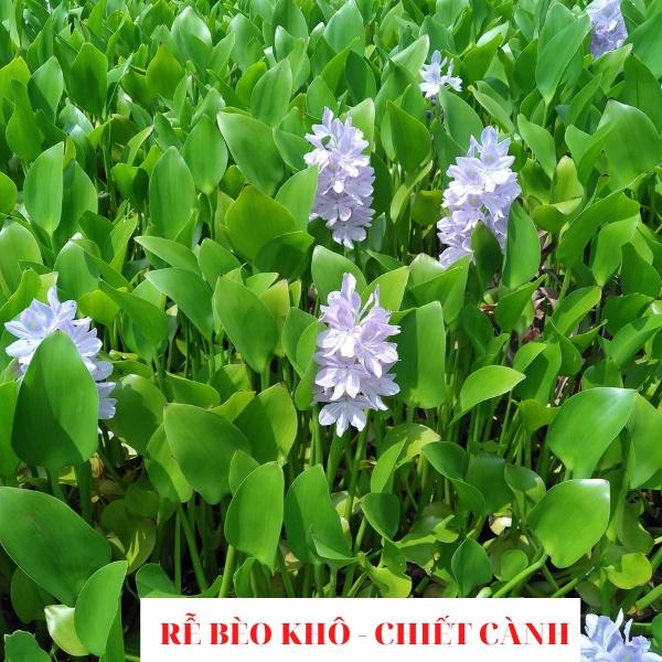 Rễ bèo tây - Rễ cây lục bình- Dùng để chiết cành - Ra rễ 100% - 500g