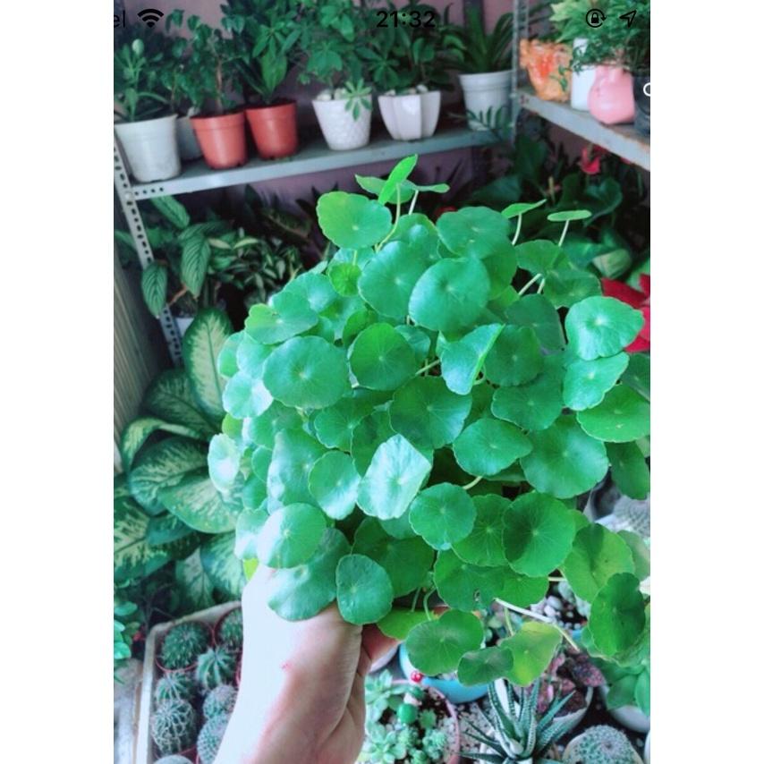 Cỏ Đồng Tiền Trồng Thuỷ Sinh