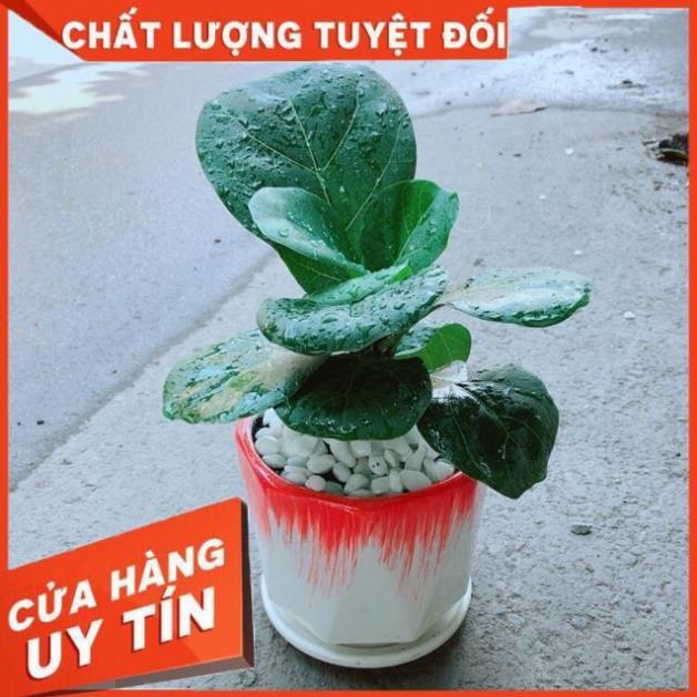Chậu Cây Bàng Singapore