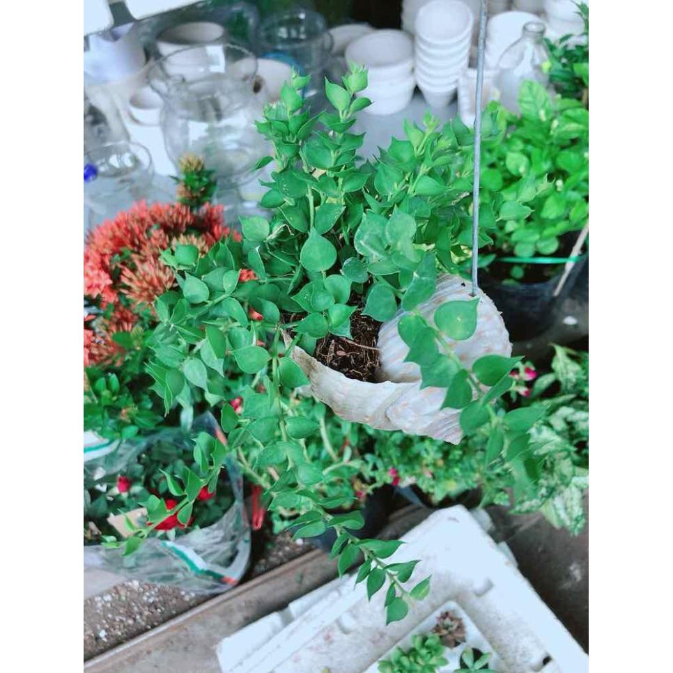 Chậu cây lá tim vỏ óc Bán Chạy