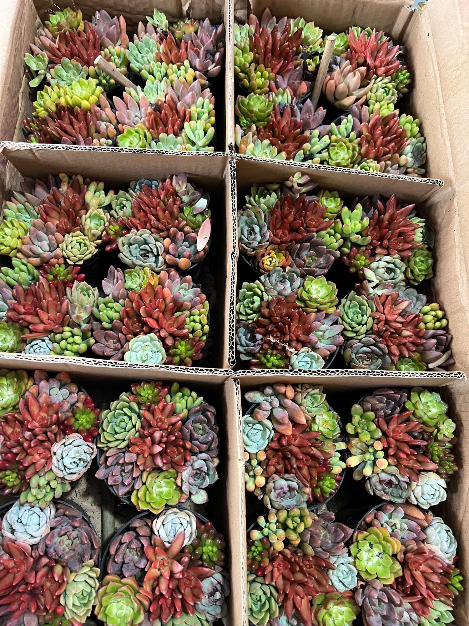 Chậu Sen Đá Tiểu Cảnh